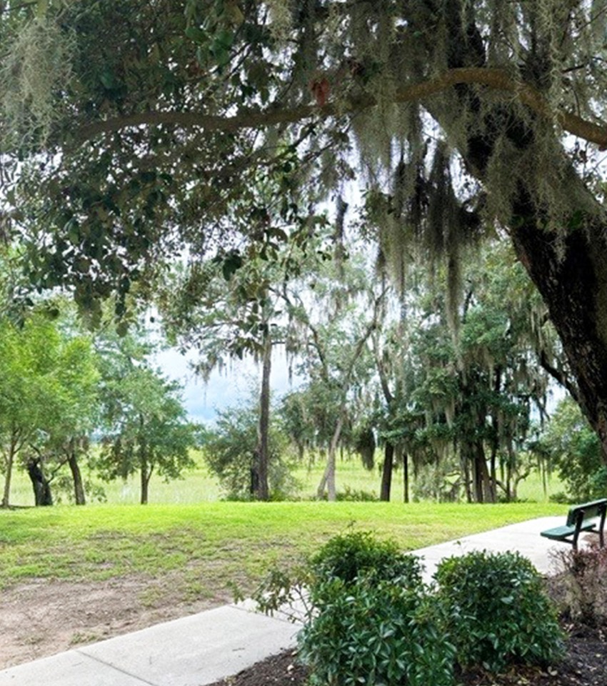 Beaufort Trees